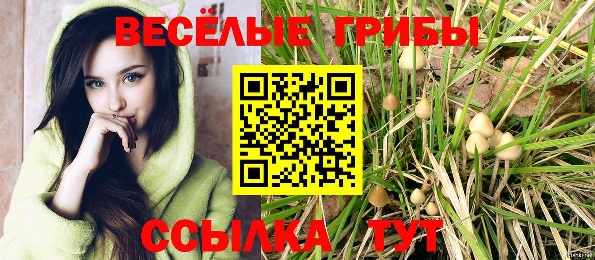 Галлюциногенные грибы Psilocybe Одинцово